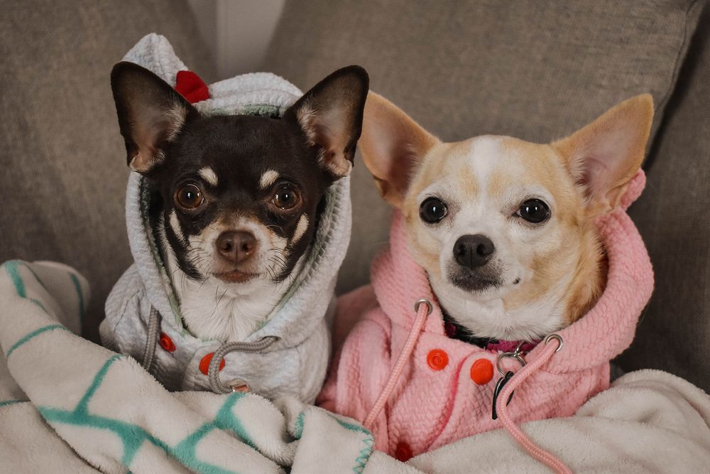 Pet Photograph, Chihuahua staring at the camera