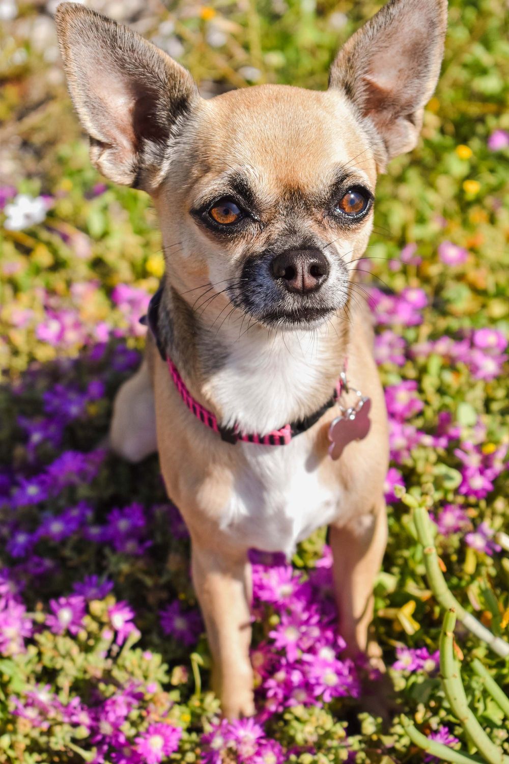 Pet Photograph, Chihuahua staring at the camera