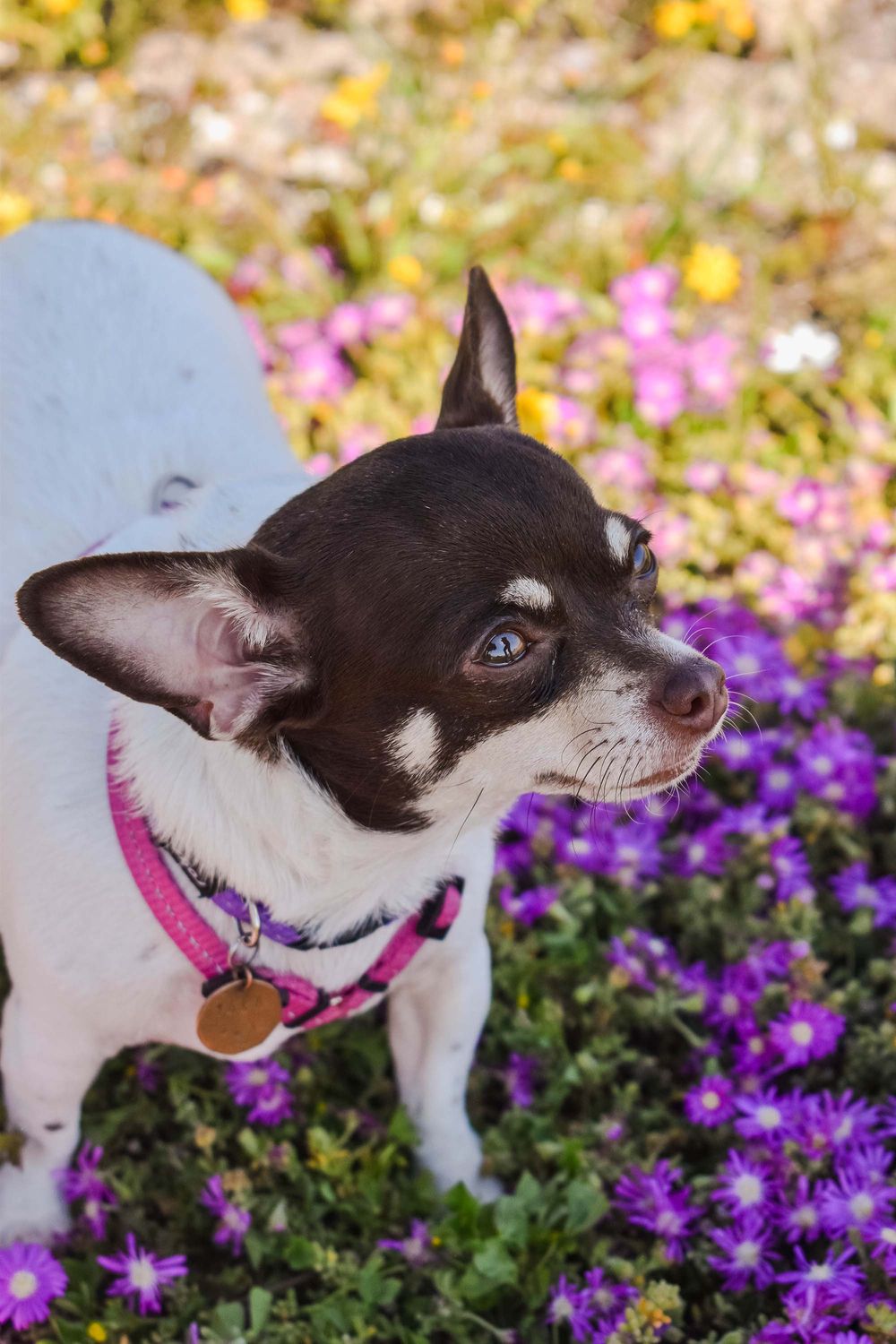Pet Photograph, Chihuahua staring at the camera