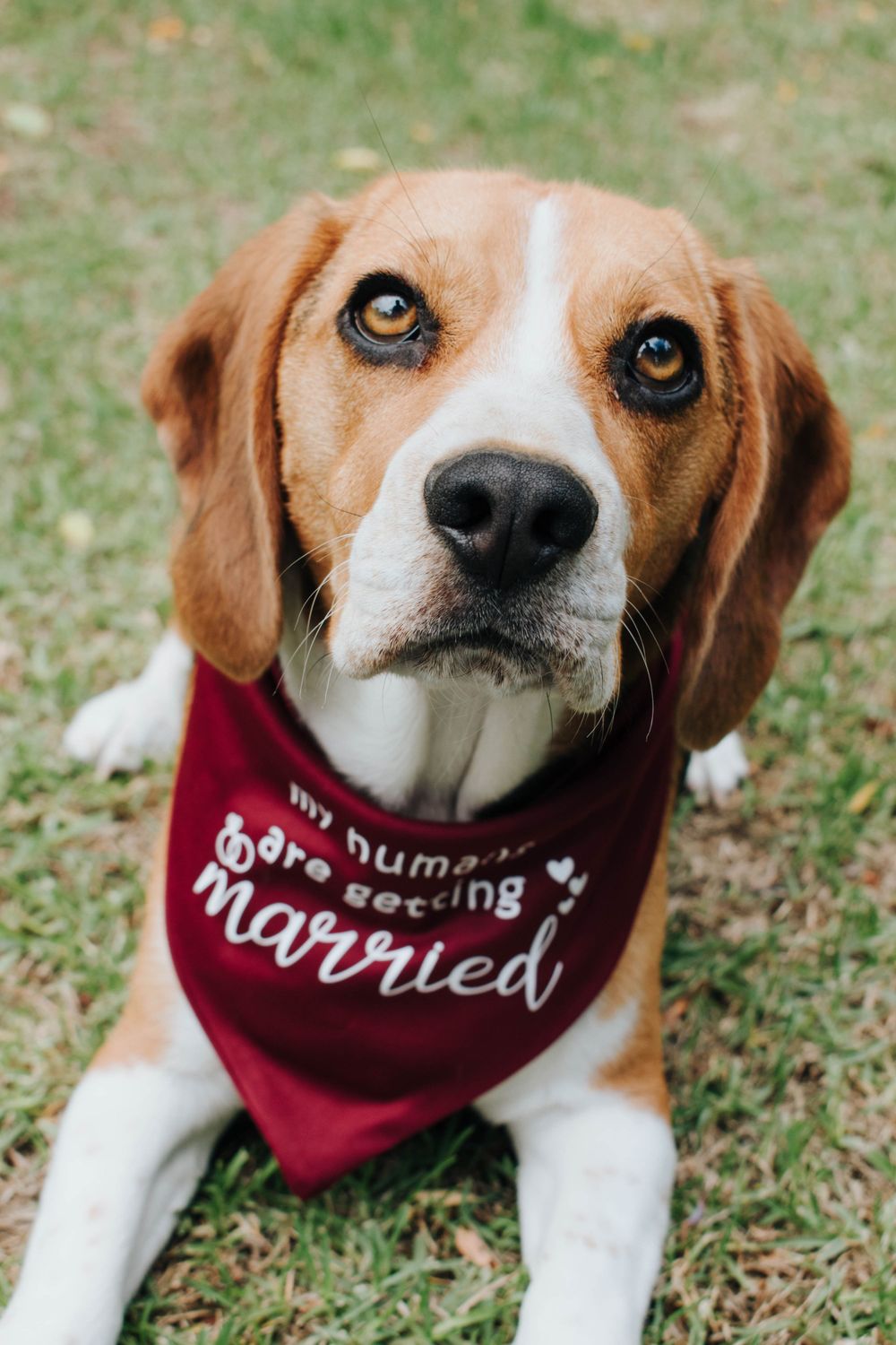 Pet Photograph, my parents are getting married