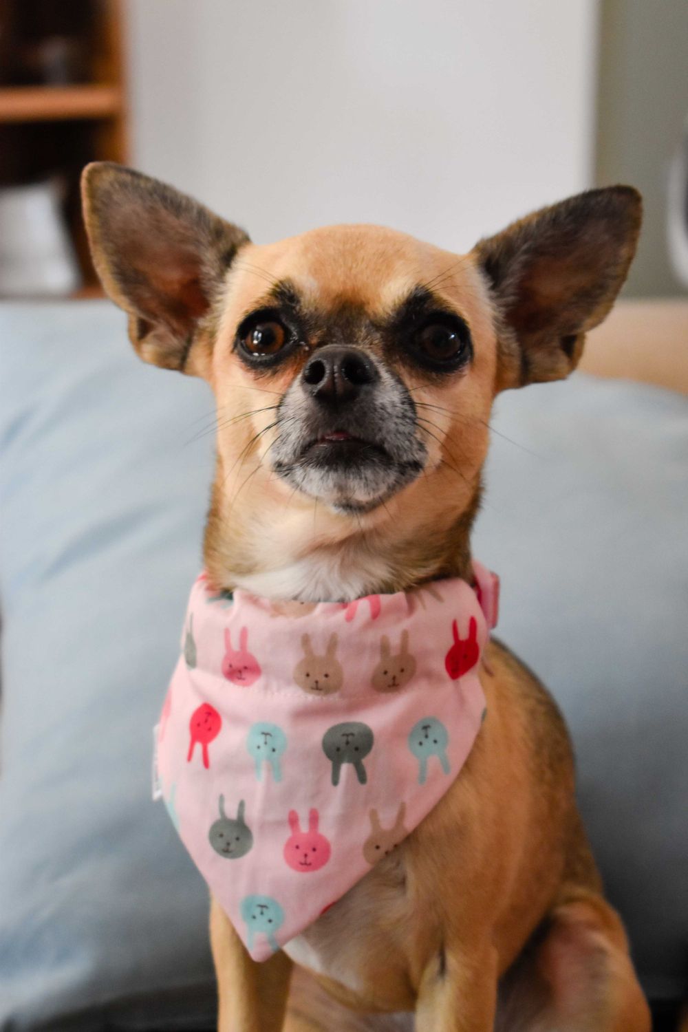Pet Photograph, Chihuahua staring at the camera