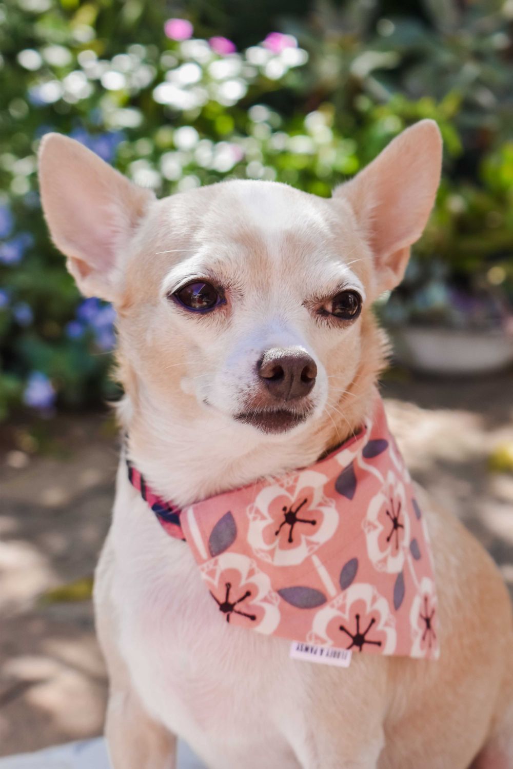 Pet Photograph, Chihuahua staring at the camera
