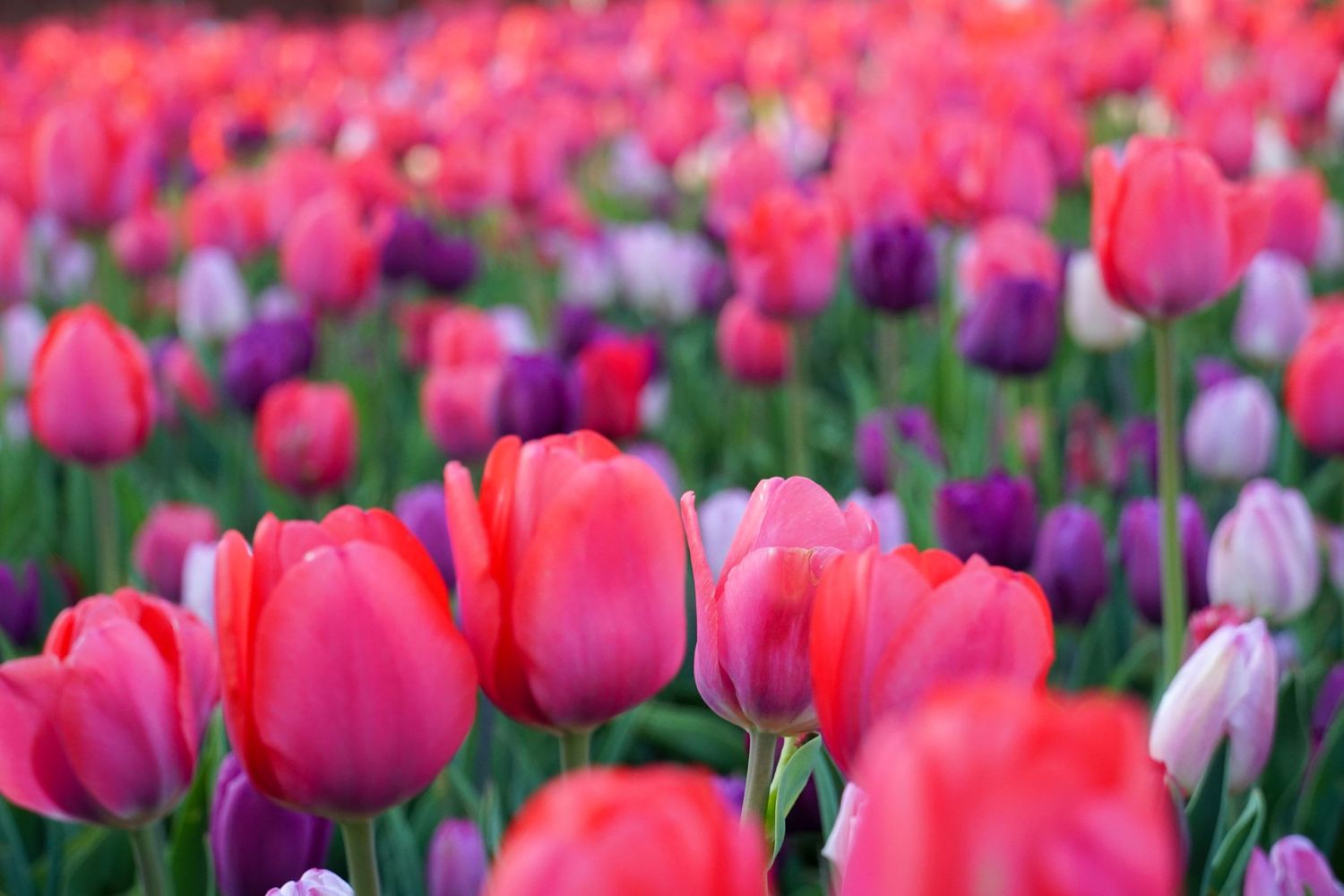 Vibrant pink and purple tulips blooming in a garden with soft focus effect.