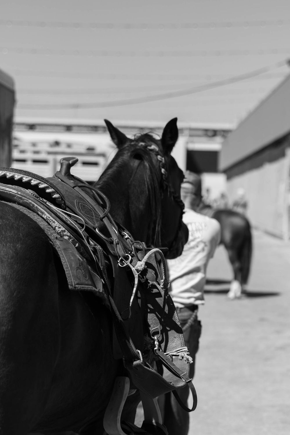 Close-up black and white profile of a saddled horse at a riding event.