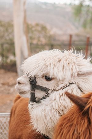 Close-up portrait of a fluffy white llama with a brown companion wearing a black halter.