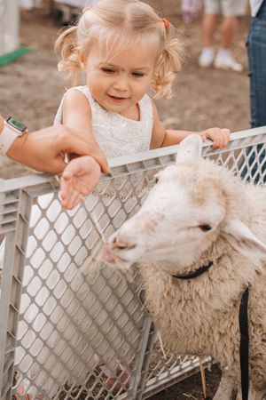 A fluffy white sheep peeks through a metal fence while getting pets.