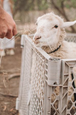 A white sheep being fed hay through a metal fence enclosure.