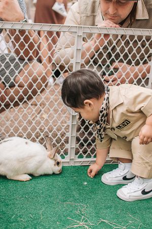 A white rabbit on green turf being observed through a chain-link fence.