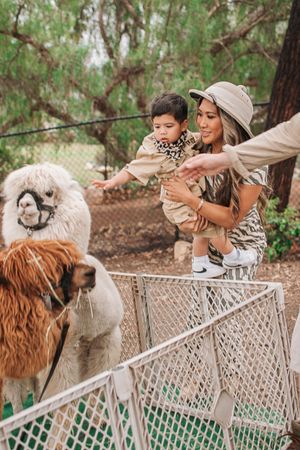 Visitors feeding and interacting with llamas through a metal fence at an animal farm.