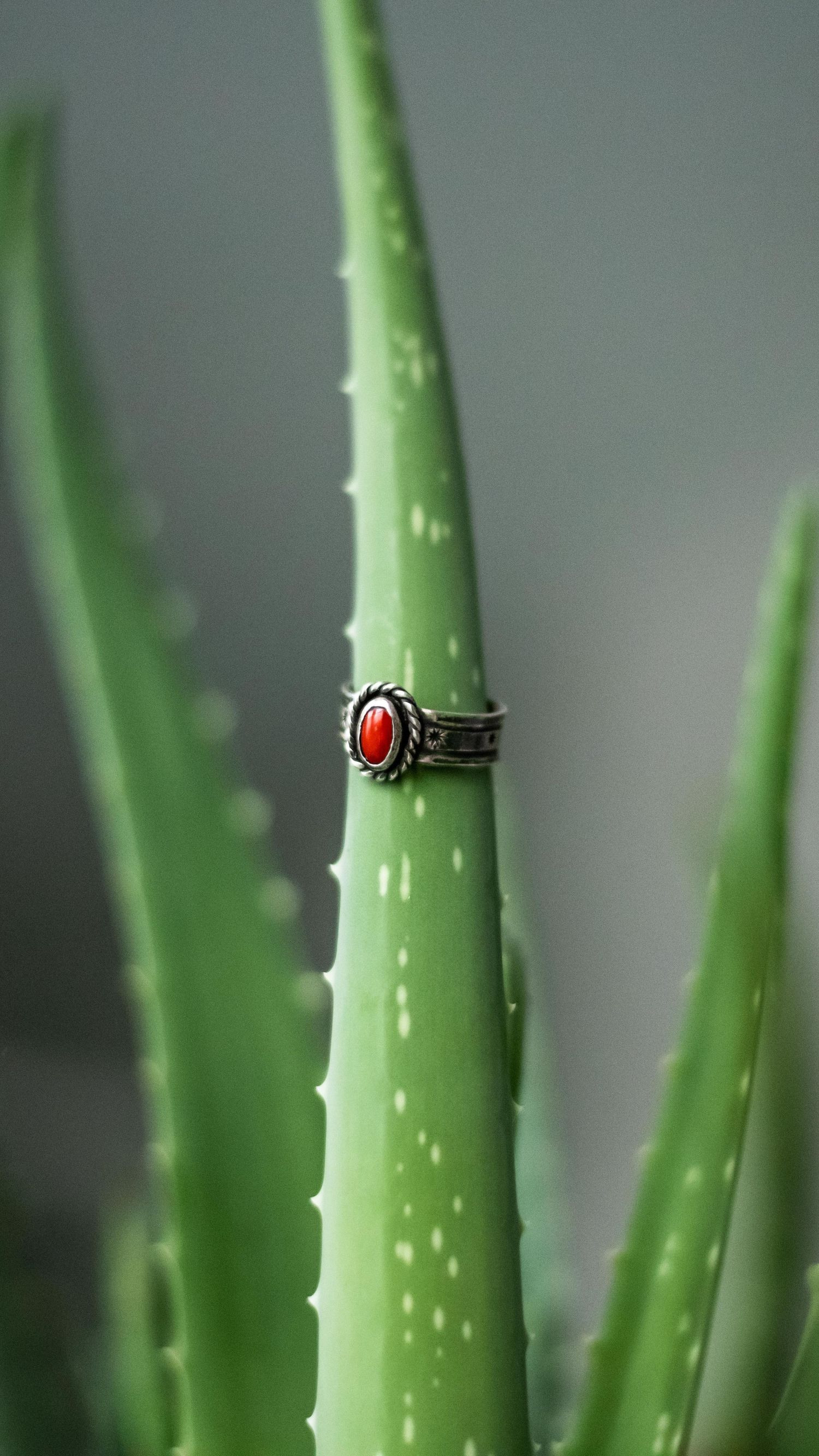 Red ring on aloe vera plant