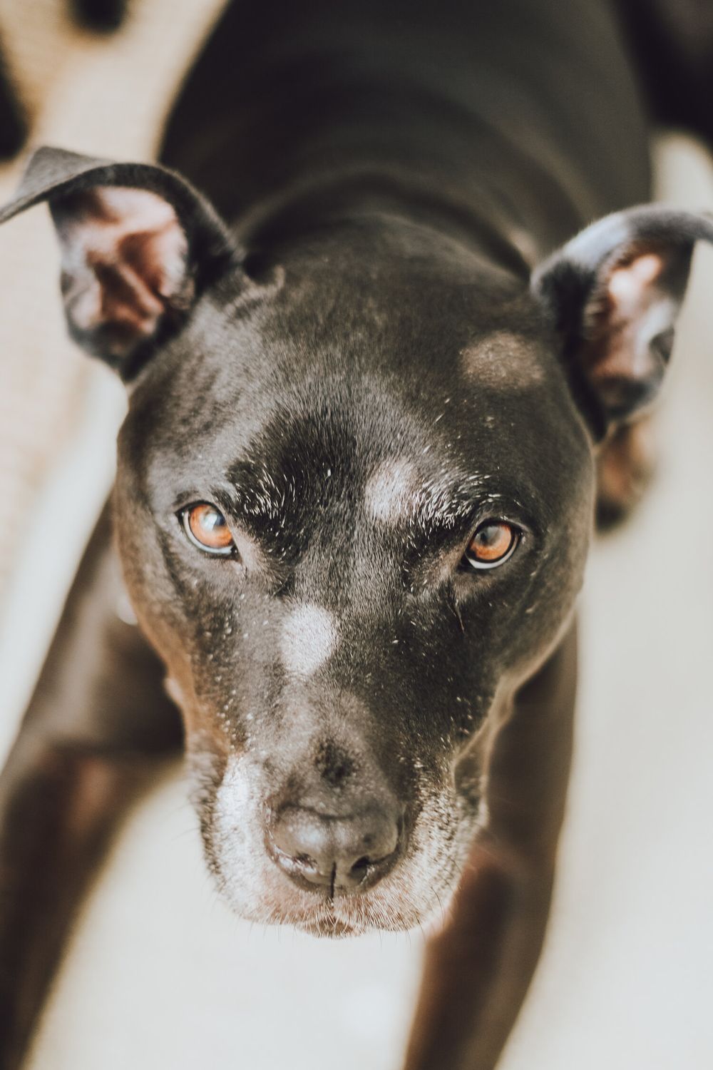Dallas Texas Knoxville Tennessee Pet Portrait Photography