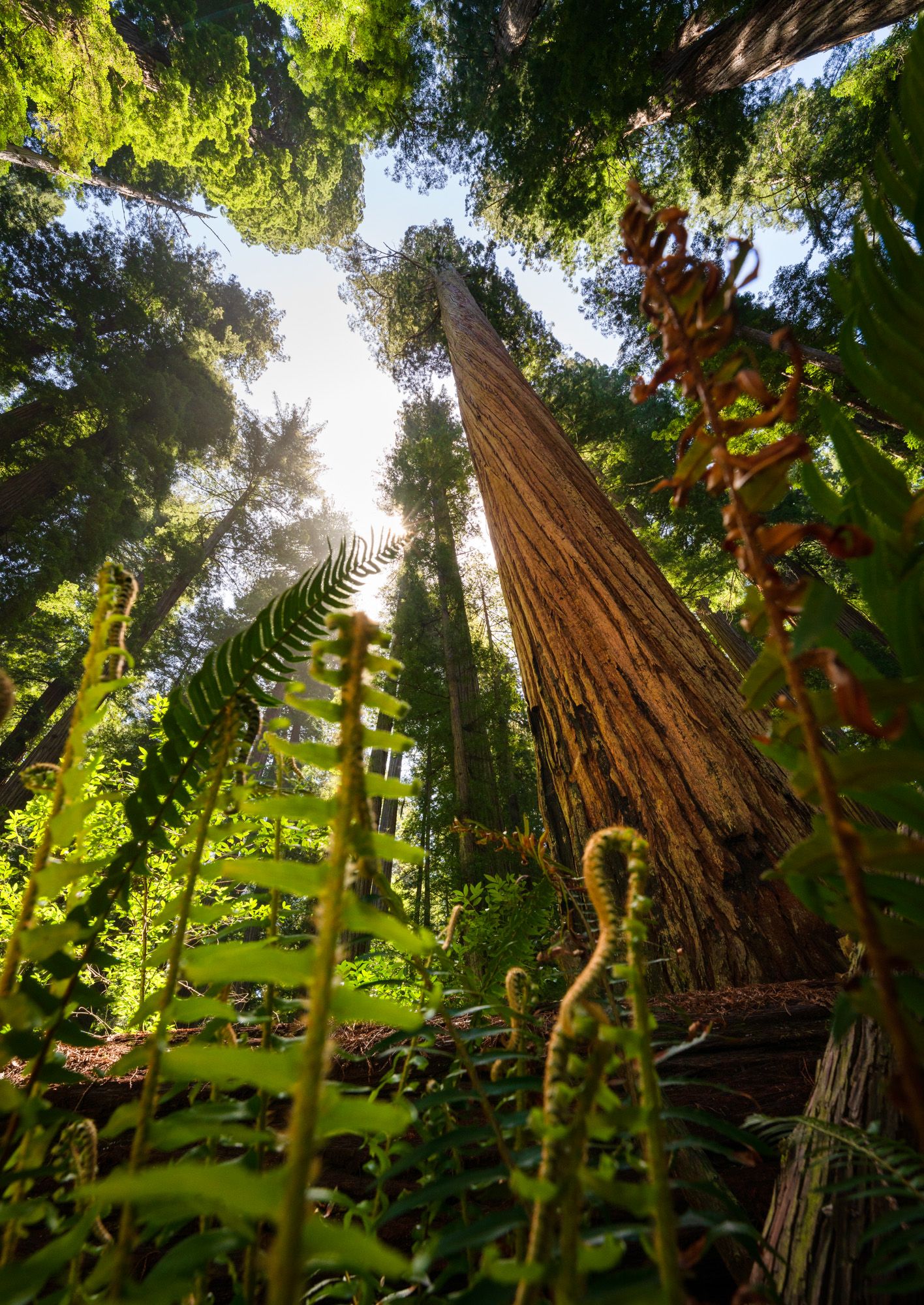 Towering redwood trees reach skyward in a lush forest with sunlight filtering through the canopy.