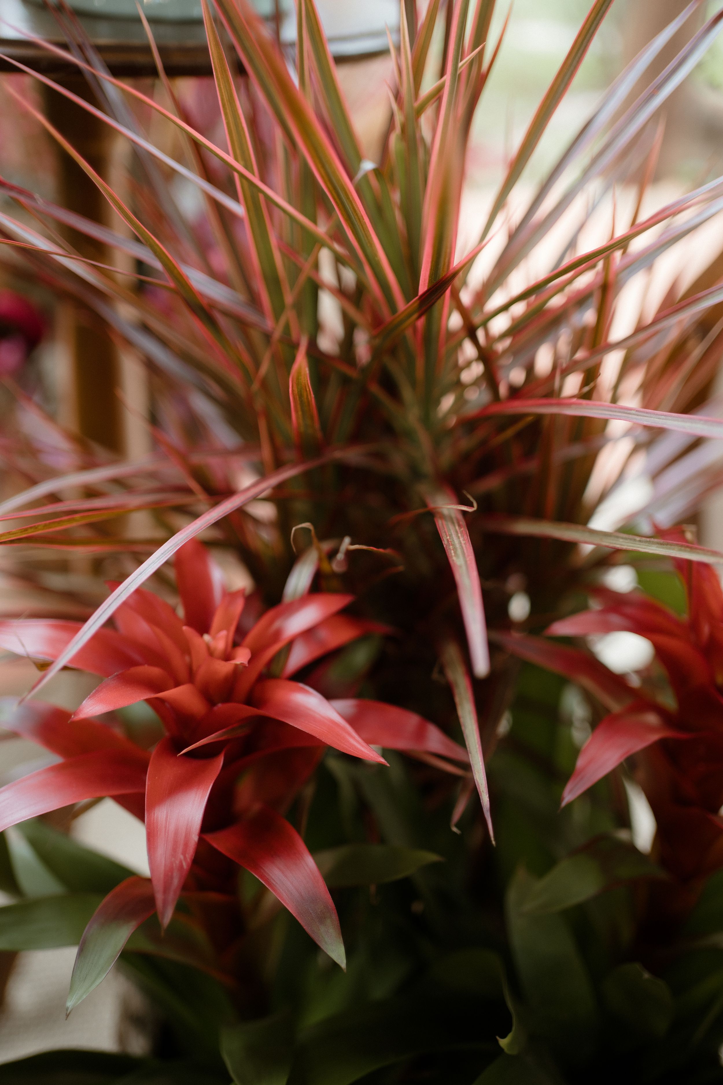Close-up of red bromeliad plants with spiky foliage in soft focus.