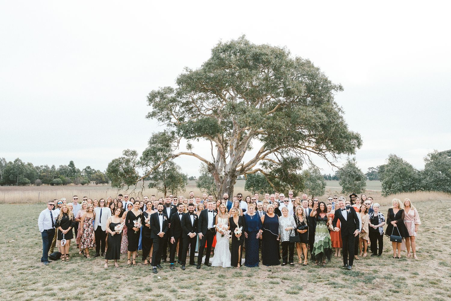 Large wedding party group photo under a majestic eucalyptus tree in an outdoor setting.