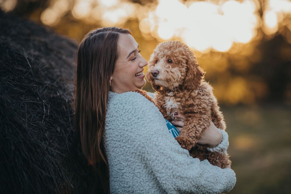 Smiling young woman holding fluffy golden doodle puppy against hay bale at sunset.