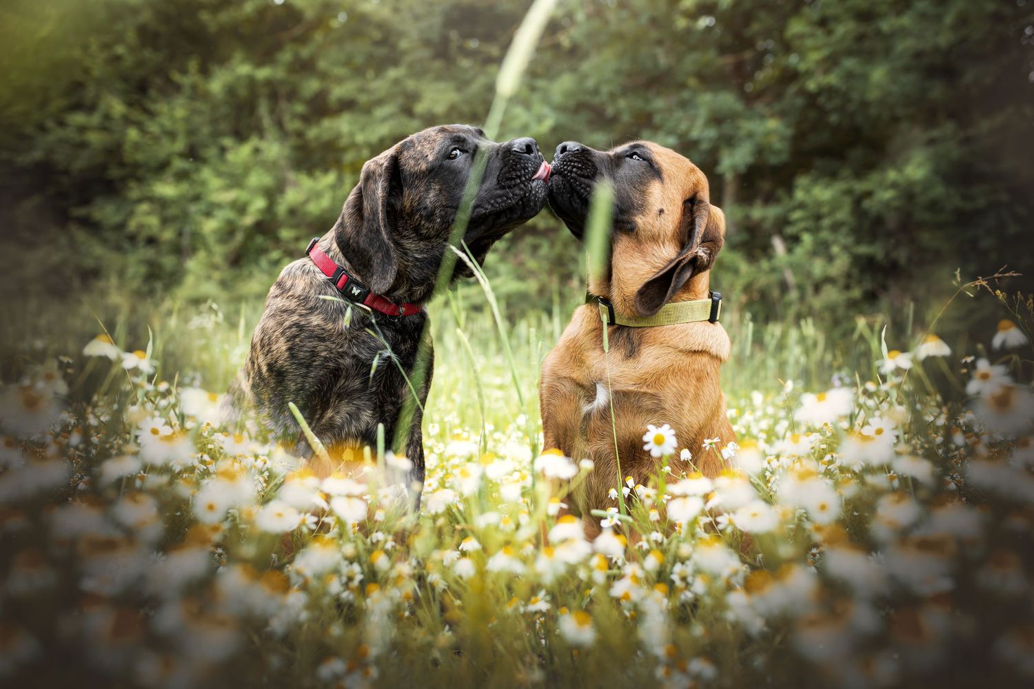 Two dogs sitting together in sunlit meadow surrounded by wildflowers.