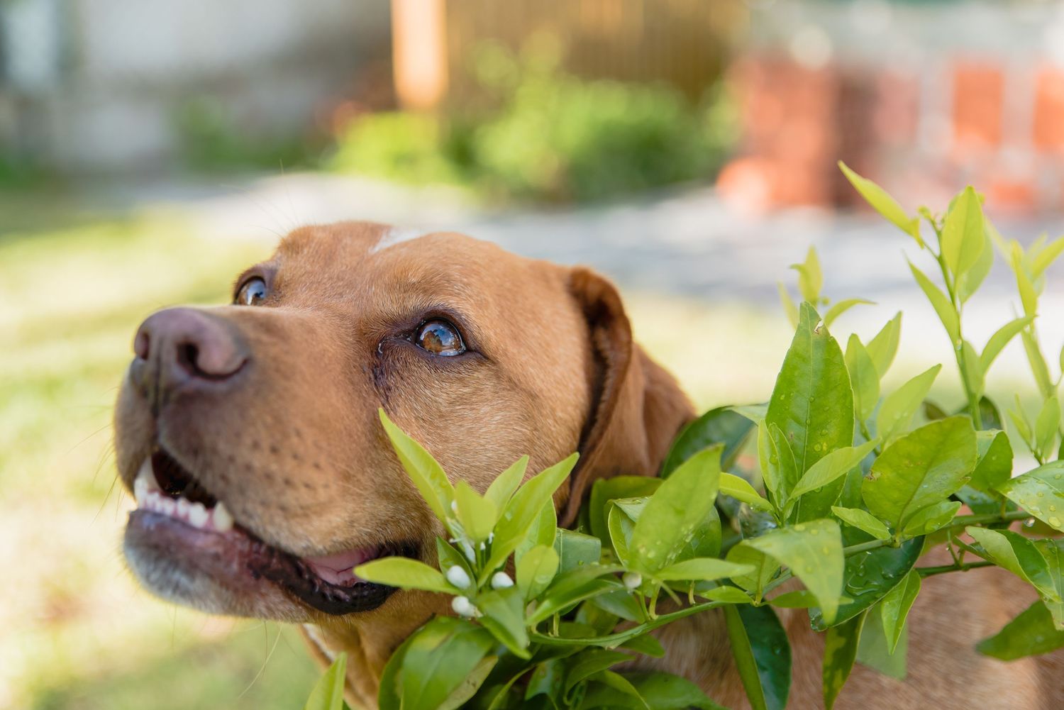 dog portrait