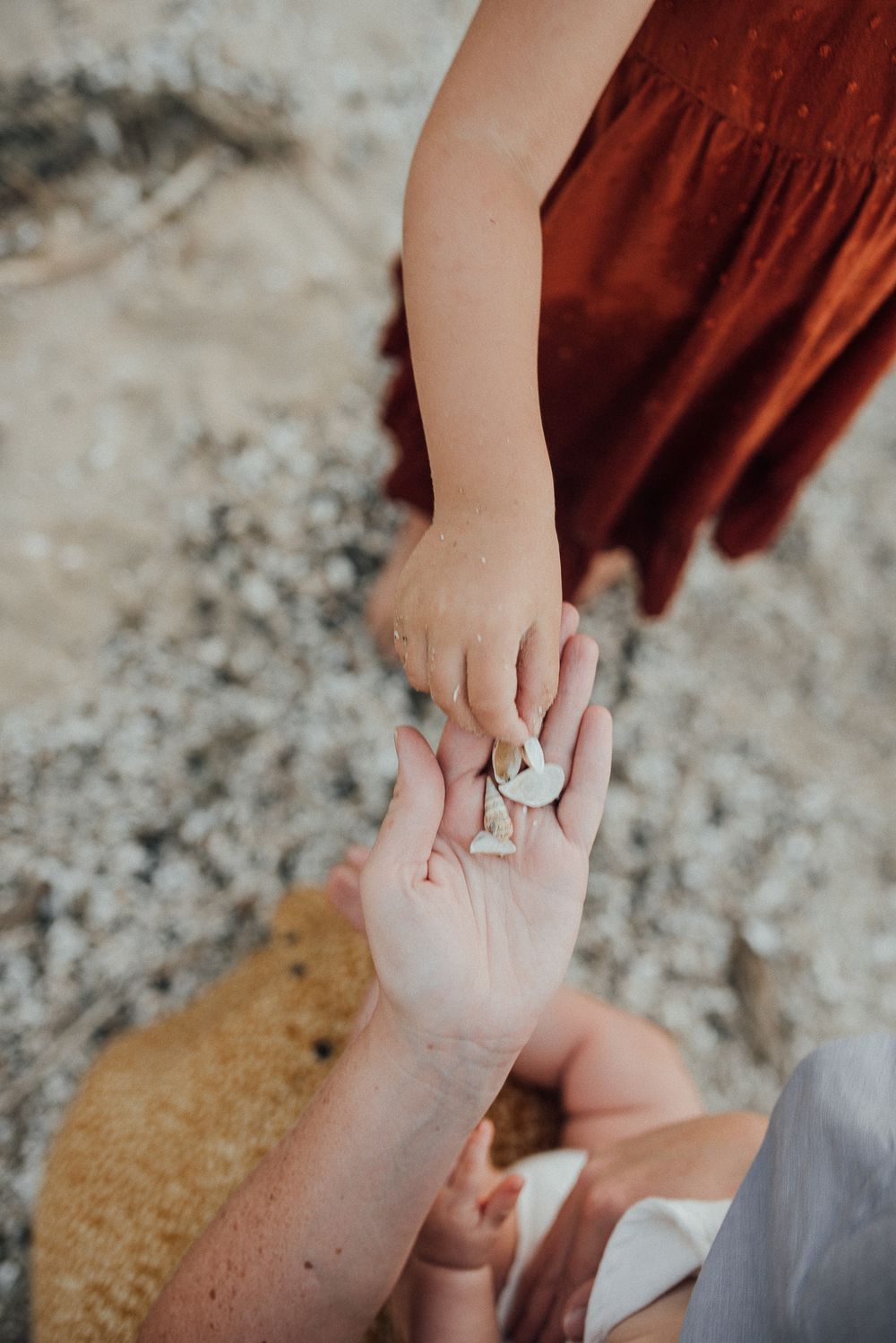 A close-up shot of hands sharing small seashells on the beach.