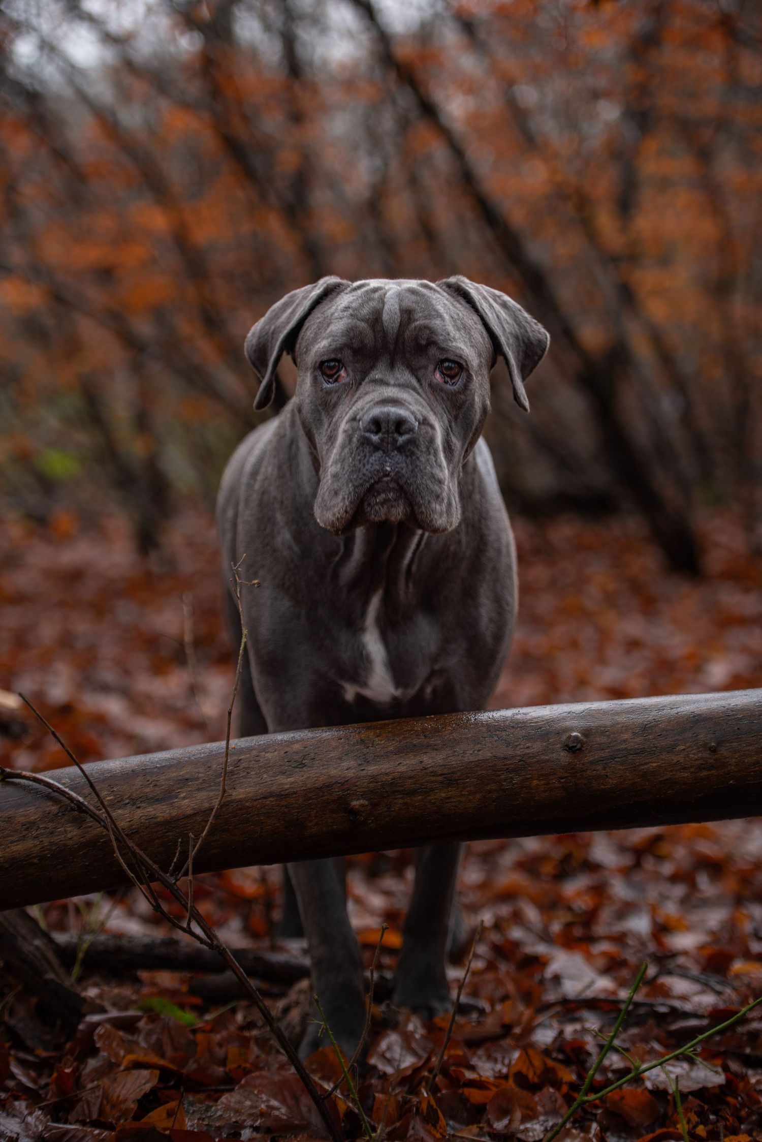 West Midlands Canine Photographer