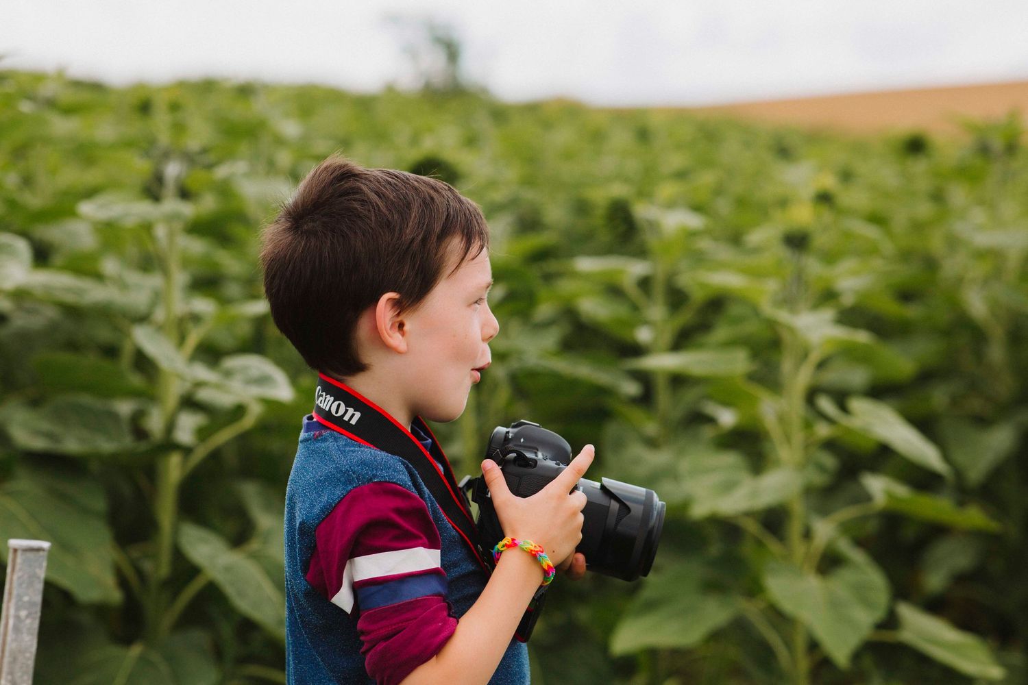 Young photographer practicing with camera in sunflower field.