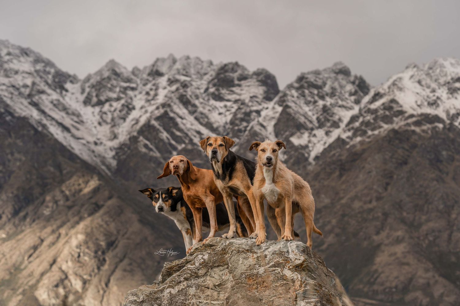 Four slender brown dogs standing together on a large rock with snow-capped mountains behind them.