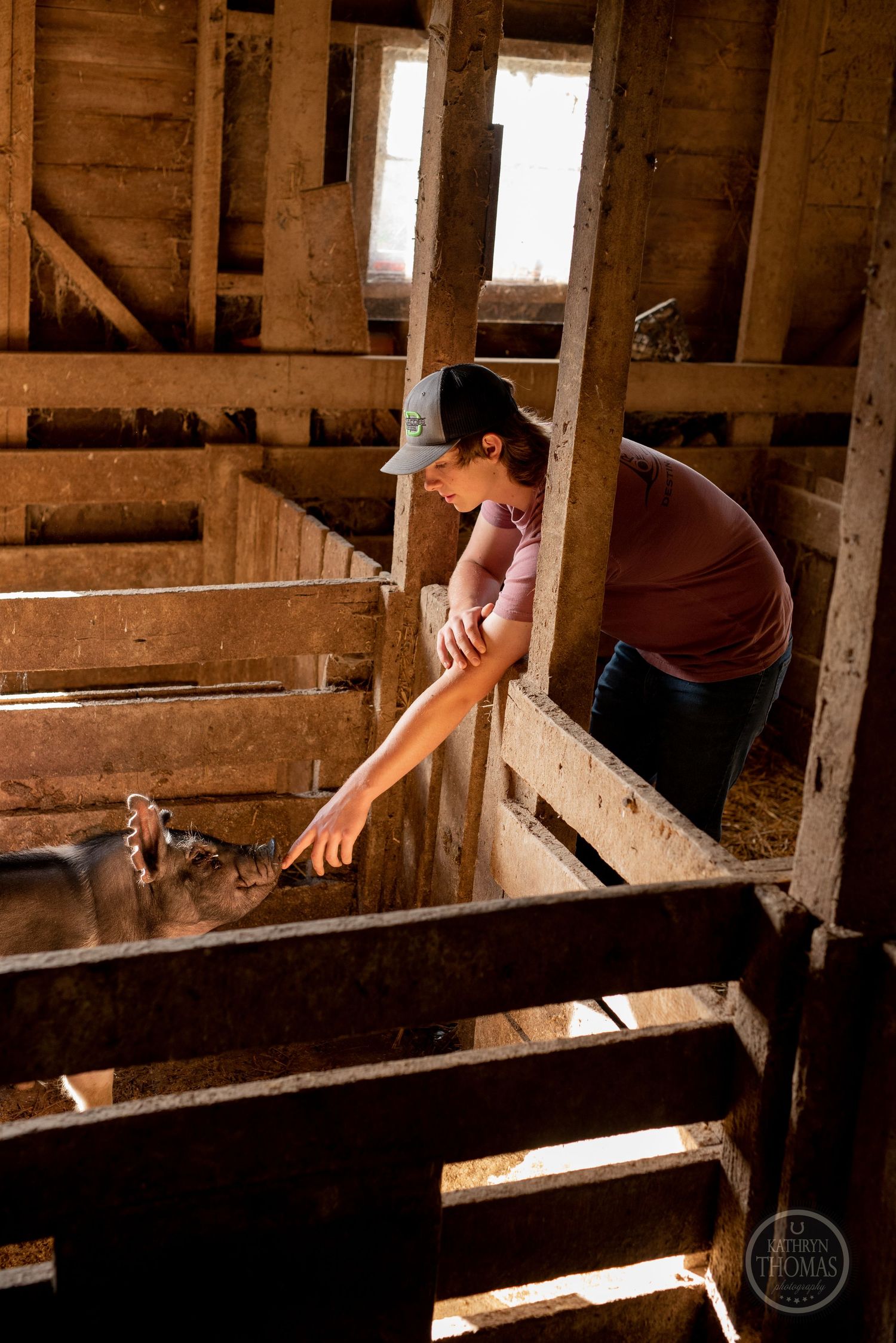 Person reaching down into wooden livestock pen compartment inside rustic barn.