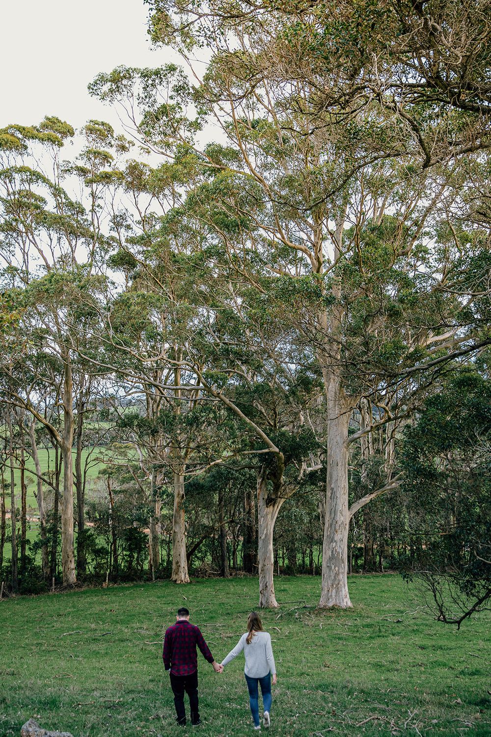 A couple walks hand in hand through a scenic eucalyptus grove on a grassy hillside.