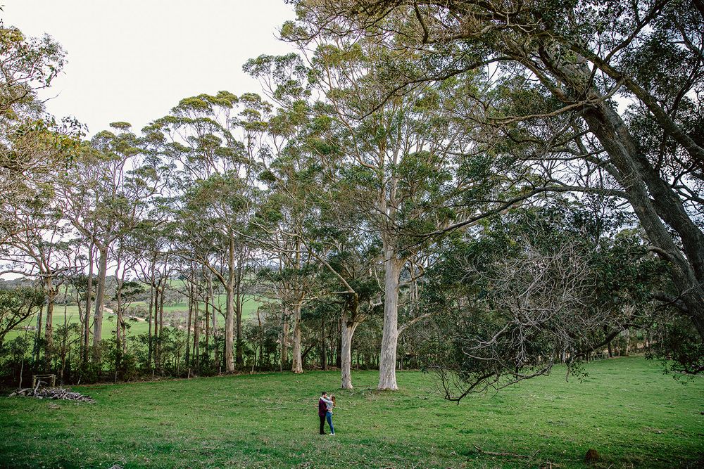 Rolling green hills with eucalyptus trees stretching into the distance under a cloudy sky.