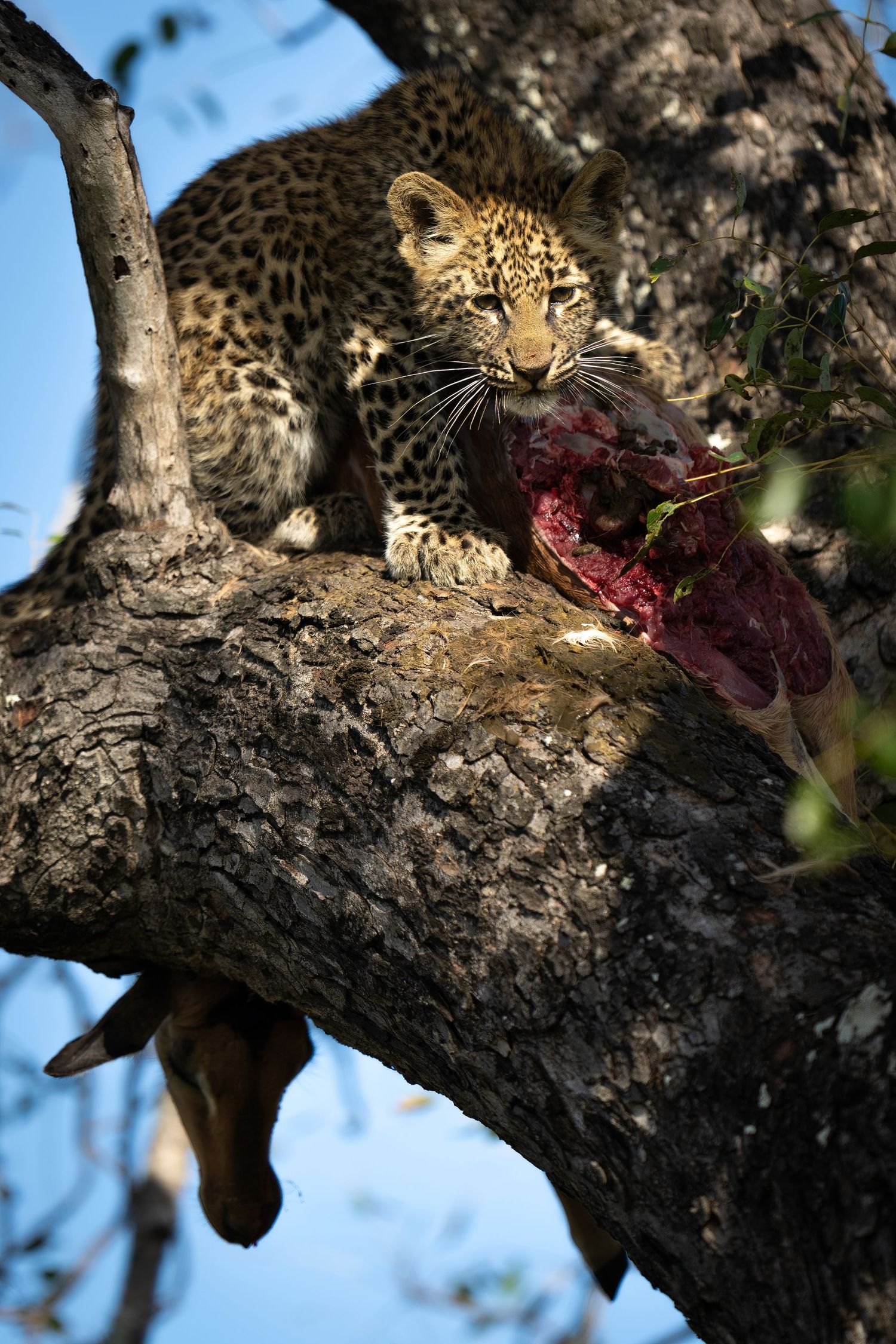 Leopard in tree with prey, showing feeding behavior on natural branch perch.