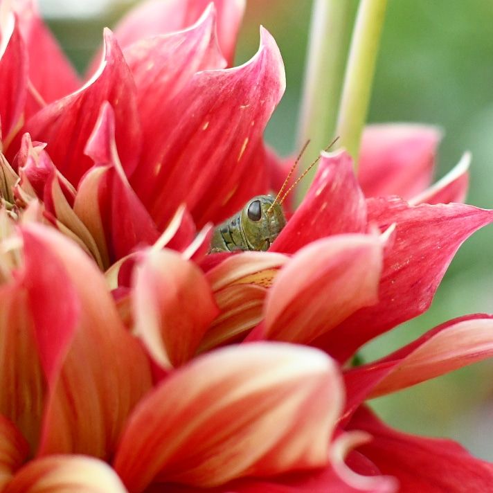 Small grasshopper perches inside bright red dahlia petals in macro photography.