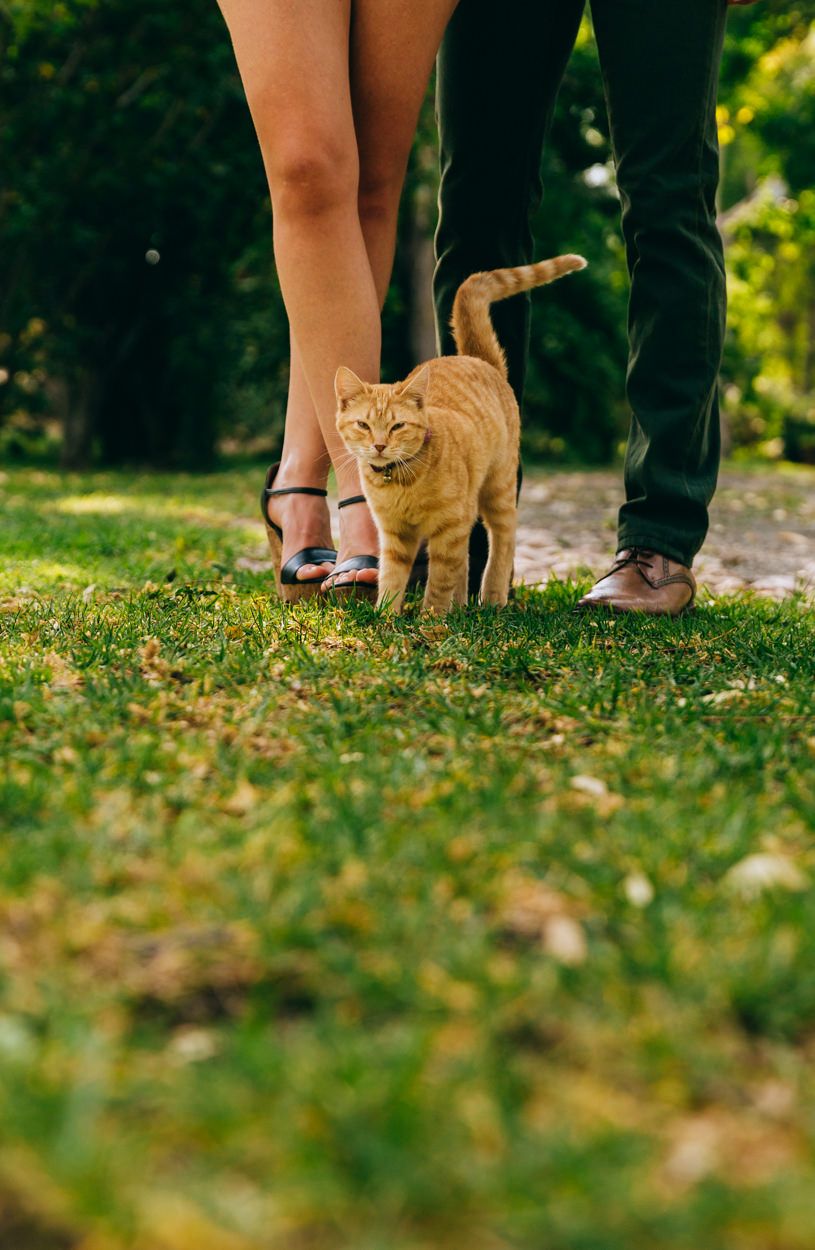 A ginger cat walks between two people's legs on green grass in a garden setting.