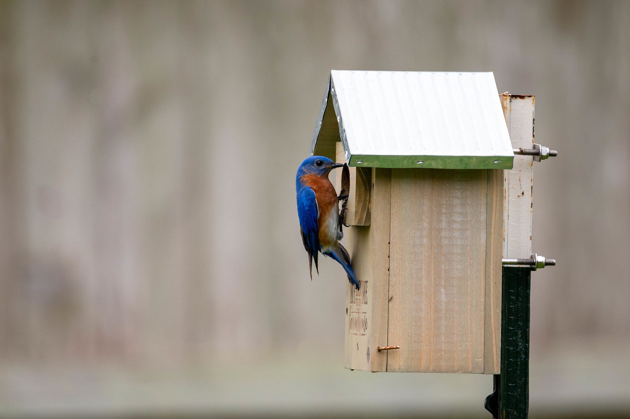 backyard bluebird next box