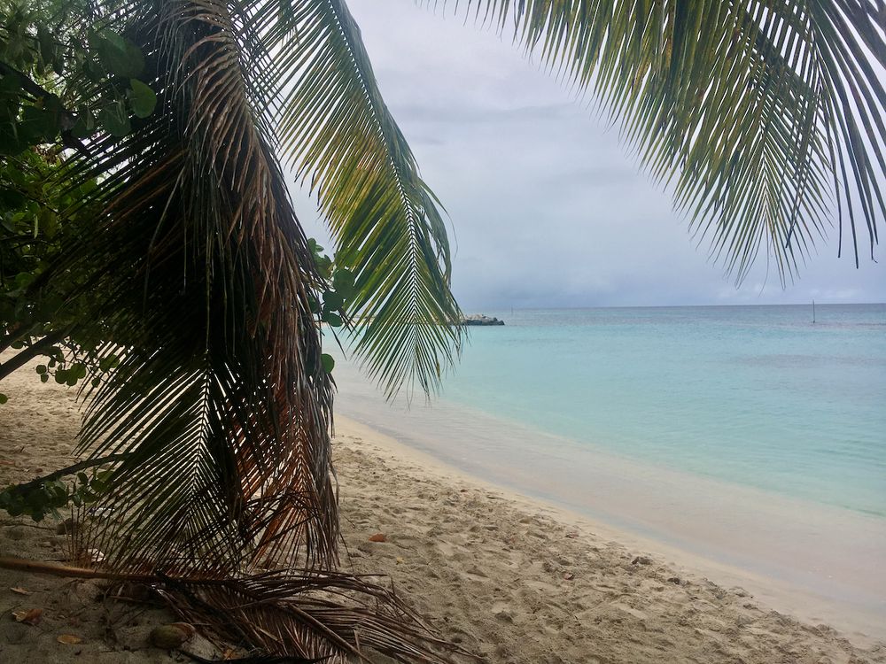 Coconut Tree Location Scouting Heywood's Beach in St. Peter taken by Barbados Photographer Logan C Thomas