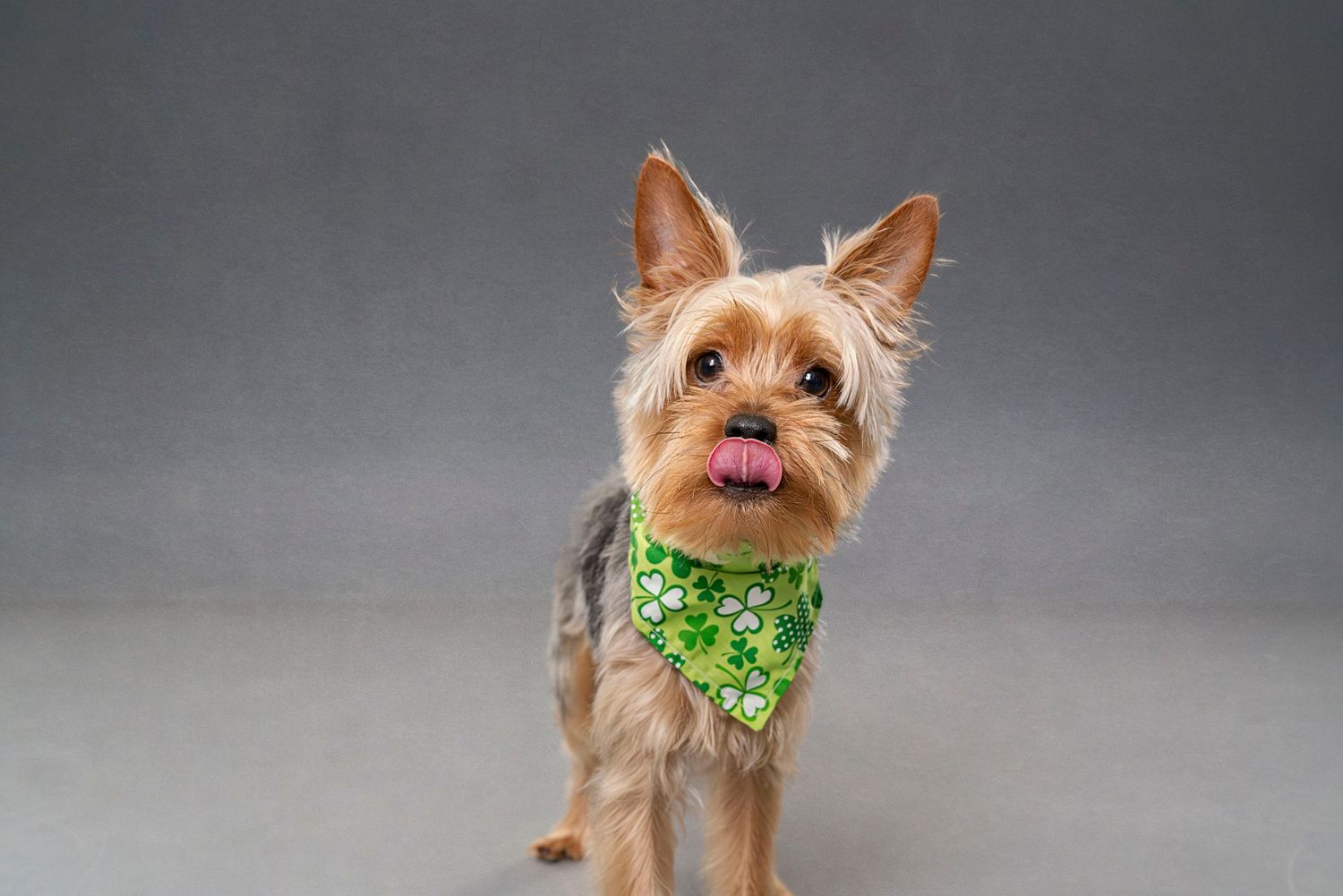 Toronto Pet Photography