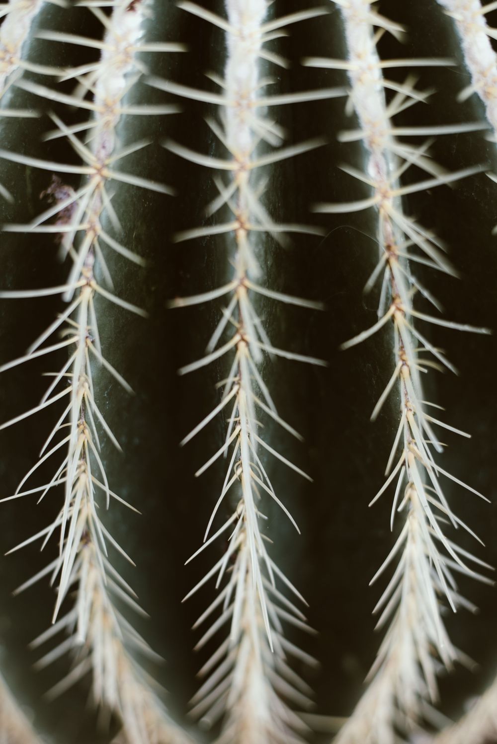 Macro shot of cactus spines arranged in vertical rows against a dark background.