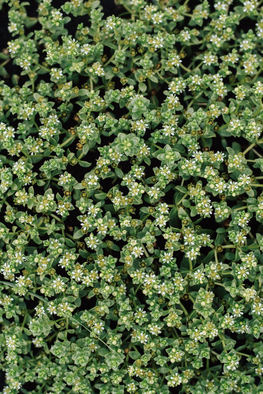 Close-up pattern of tiny white flowers and green leaves creating a dense natural texture.