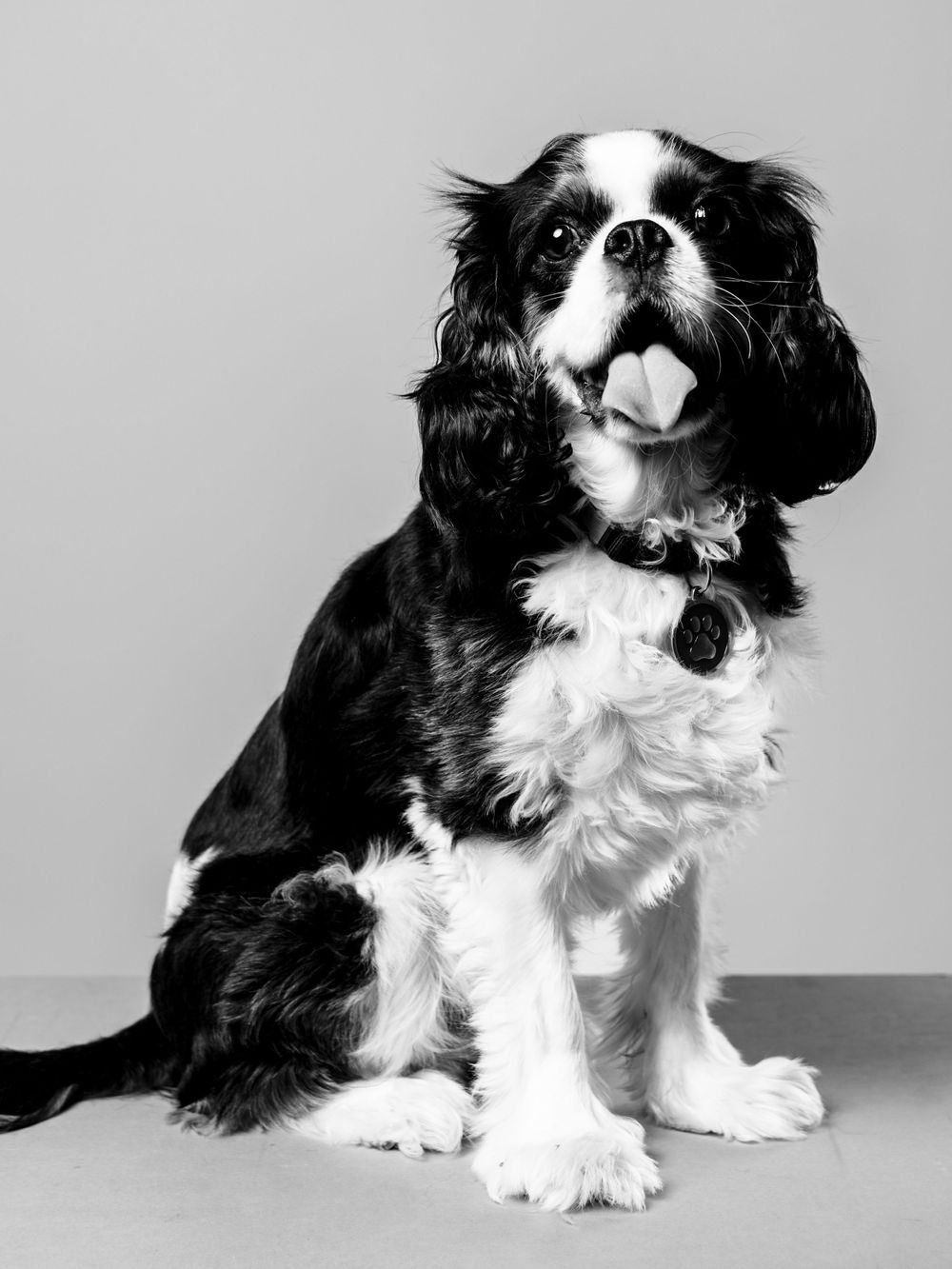 Black and white studio portraits of a Cavalier King Charles Spaniel from different angles.