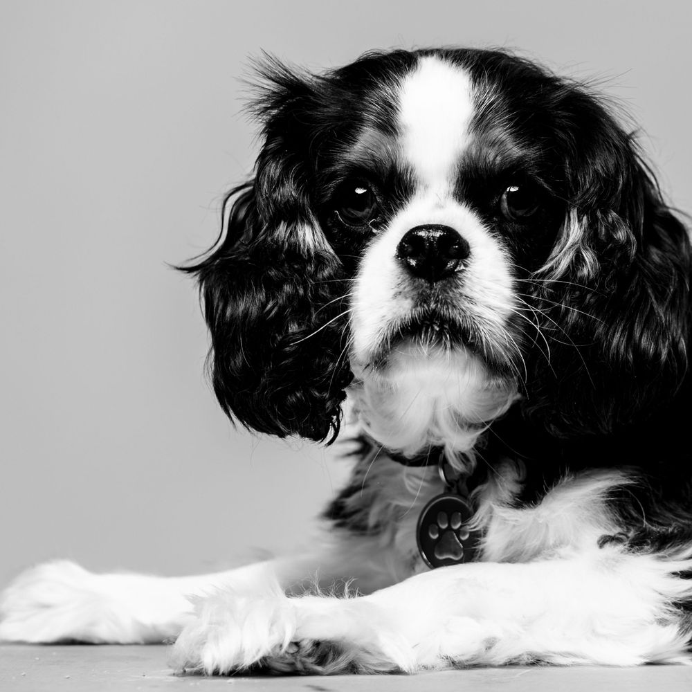Series of black and white close-up shots showing a Cavalier King Charles Spaniel's profile.