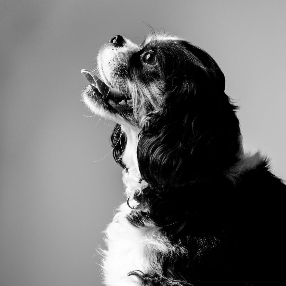 Black and white profile silhouettes of a small dog against a light background.