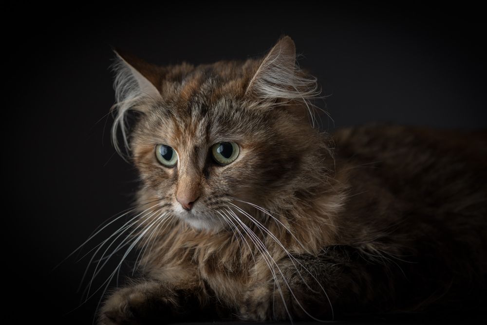 Pet portraits of cats