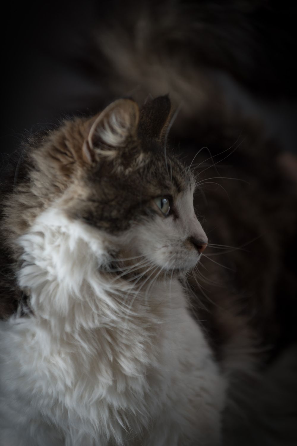 Pet portraits of cats