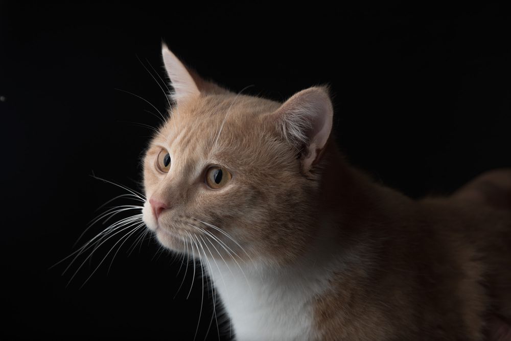 Pet portraits of cats