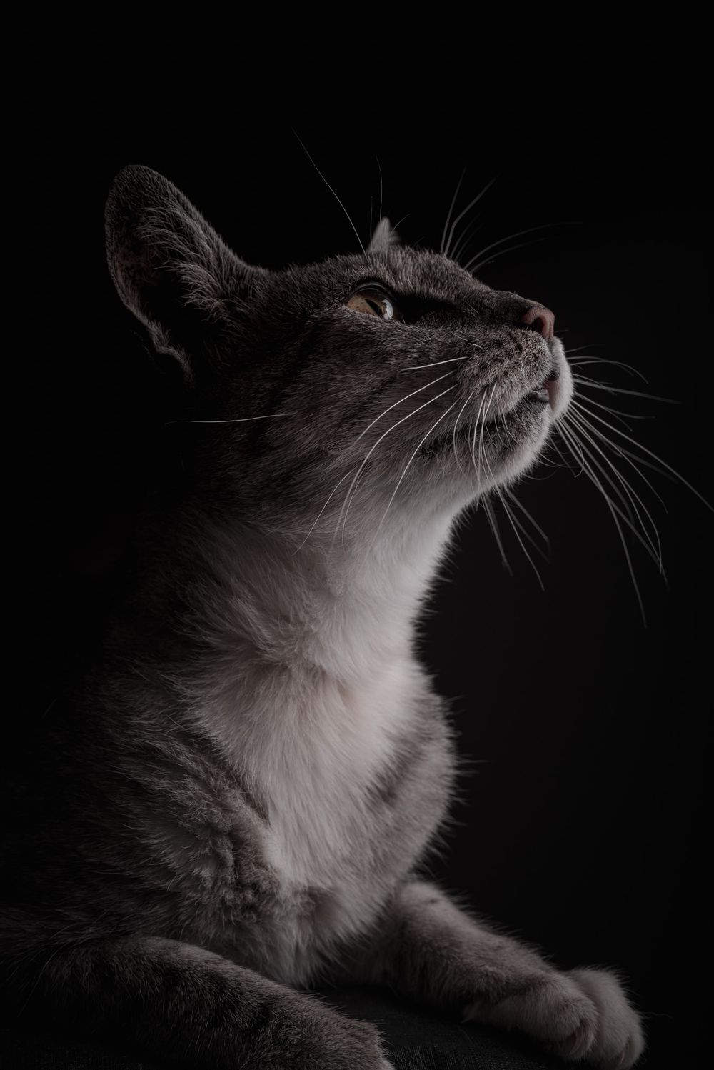 Pet portraits of cats