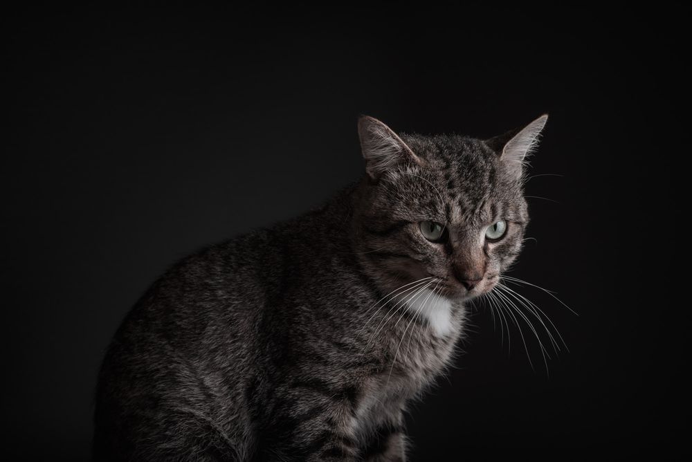 Pet portraits of cats