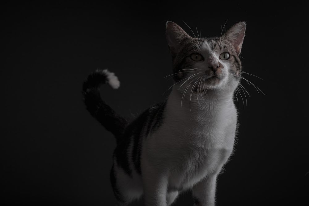 Pet portraits of cats