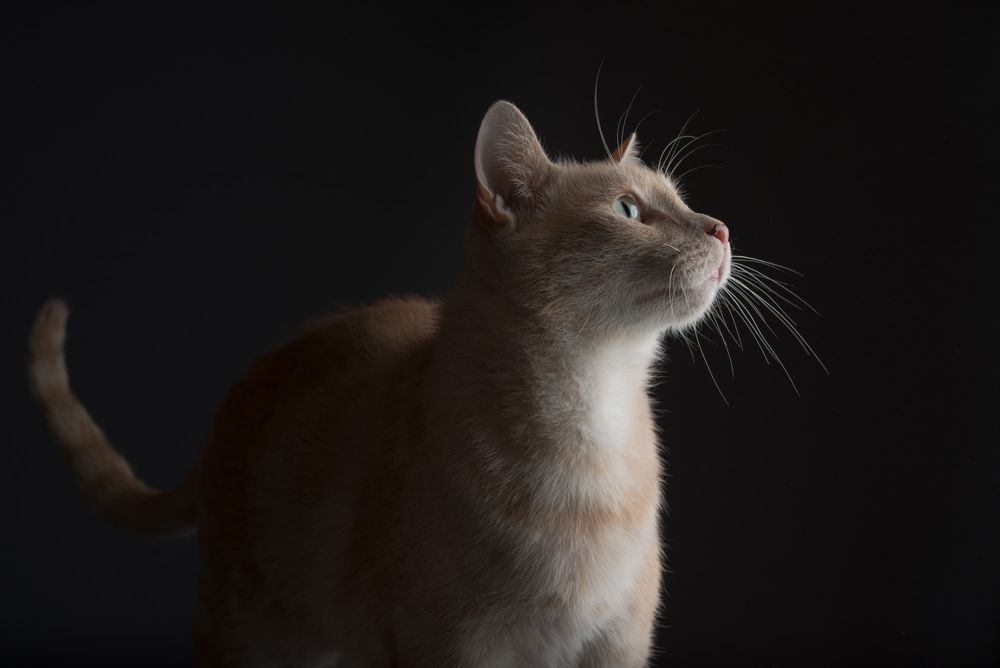 Pet portraits of cats