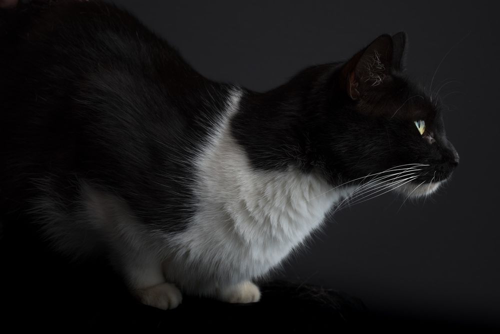 Pet portraits of cats