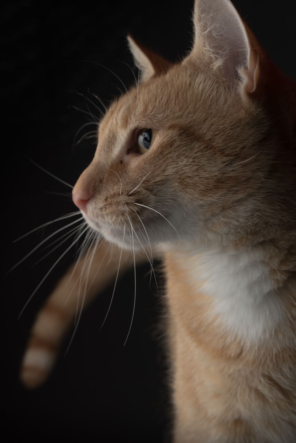 Pet portraits of cats