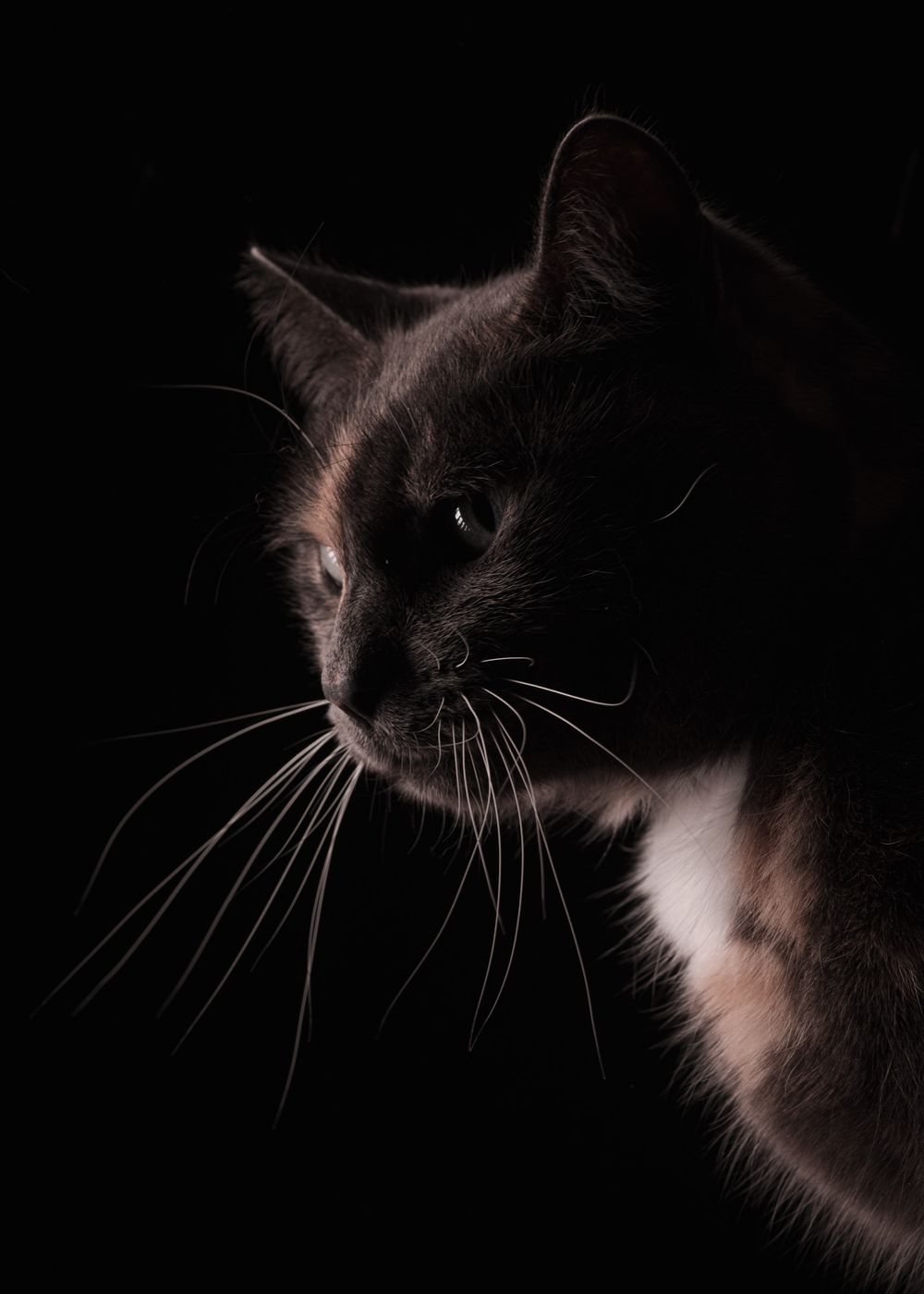 Pet portraits of cats