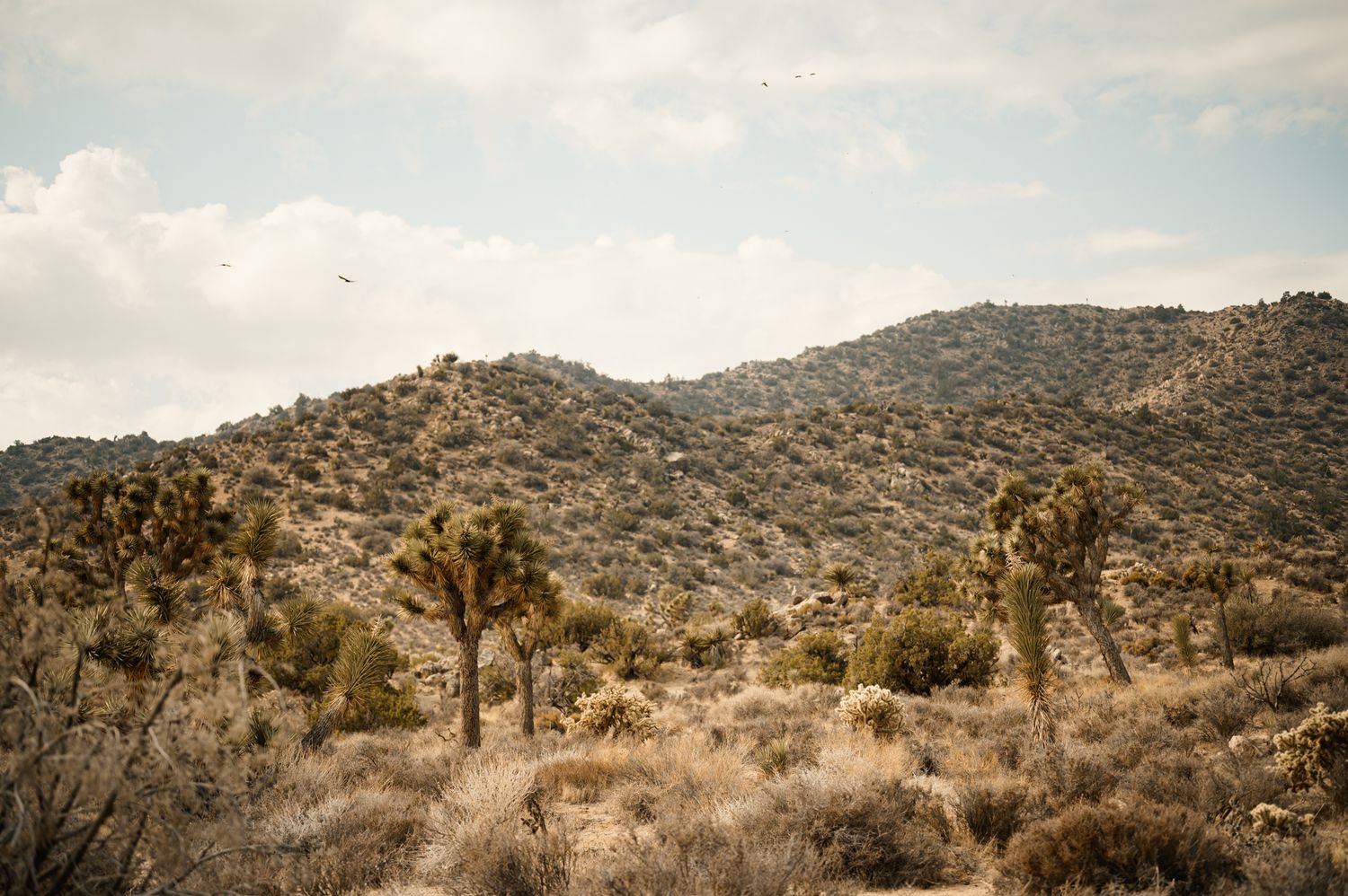 Landscape portrait by San Diego portrait & maternity photographer Tiffany Kelterer of Joshua Tree National Park